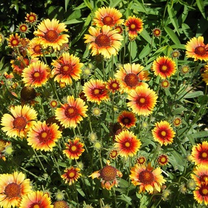 Variété de fleurs Gaillardia