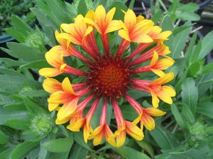 Gaillardia aprūpes iezīmes