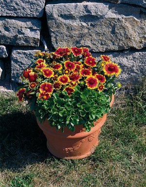 Gaillardia flerårig