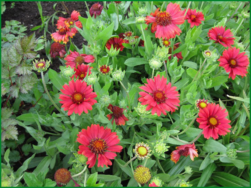 Gaillardia Αφροδίτη