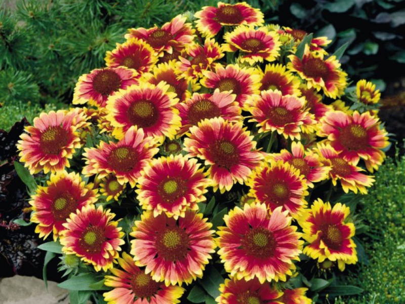 เงื่อนไขสำหรับการเติบโตของ Gaillardia