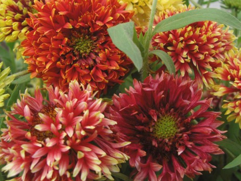 Caractéristiques de la fleur de Gaillardia