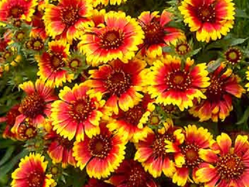 วิธีดูแล Gaillardia