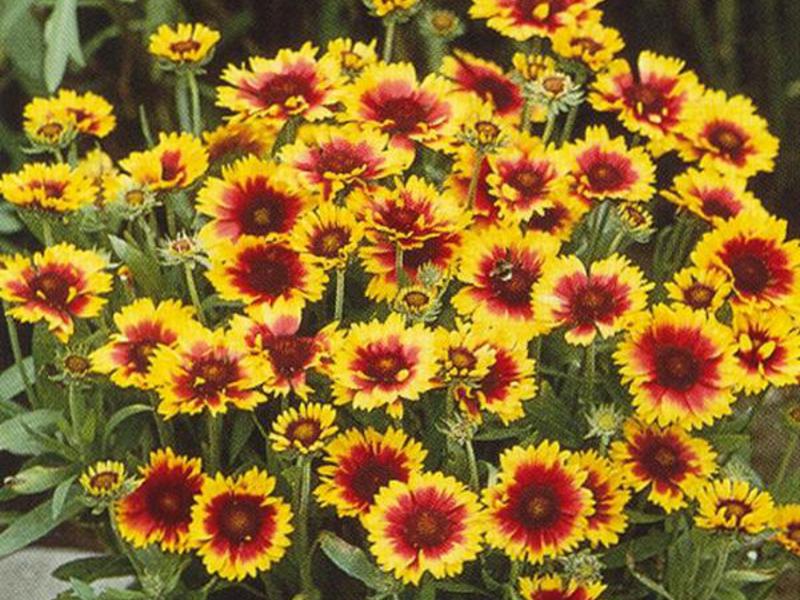 ดอกไม้แสงอาทิตย์ Gaillardia