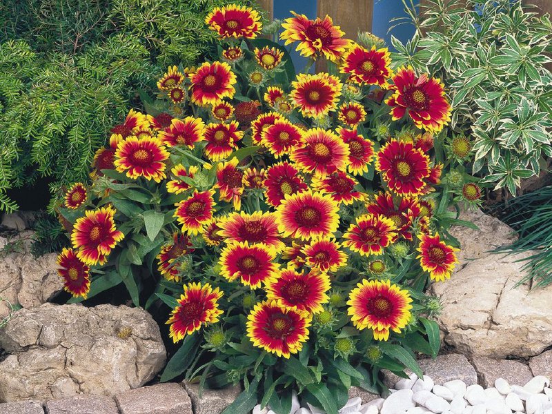 Hvordan Gaillardia ser ut