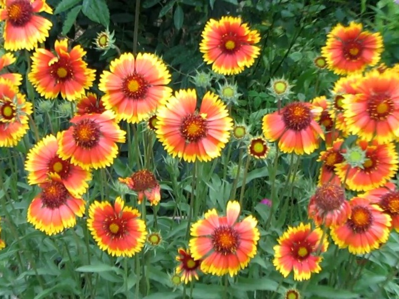 Годишна Gaillardia