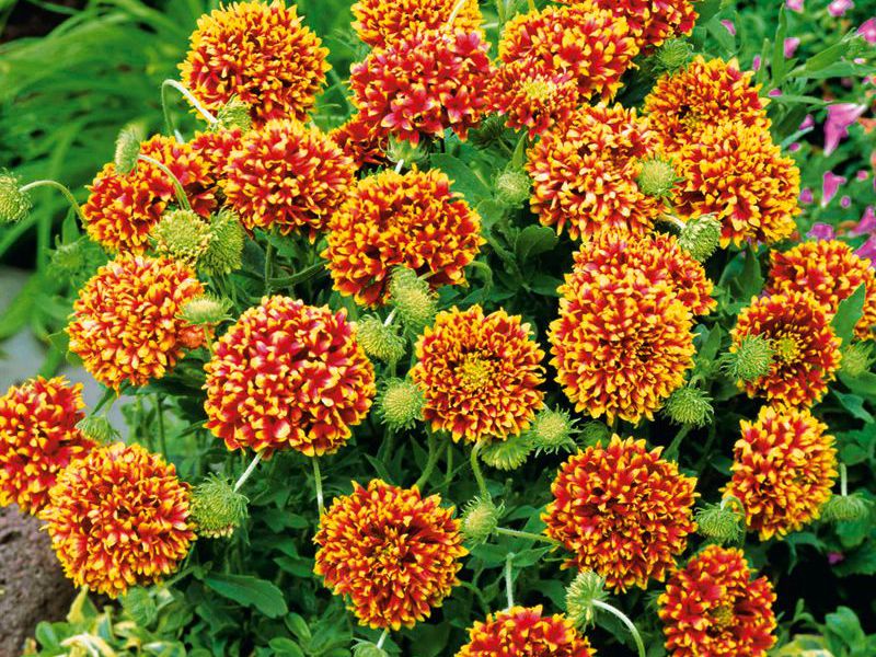 Fiori di Gaillardia