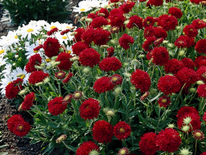 Gaillardia blomsterpleje