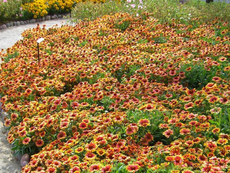 Sådan bruges Gaillardia-planten