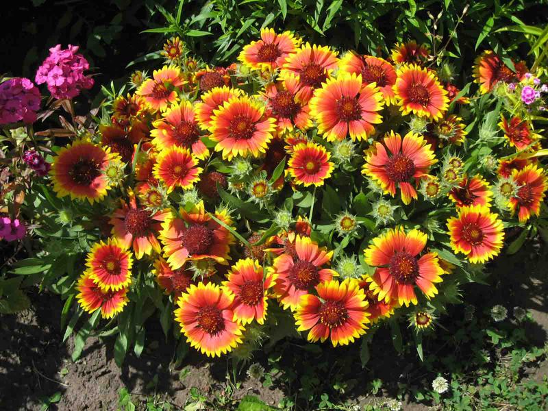 Gaillardia sodinimo vieta