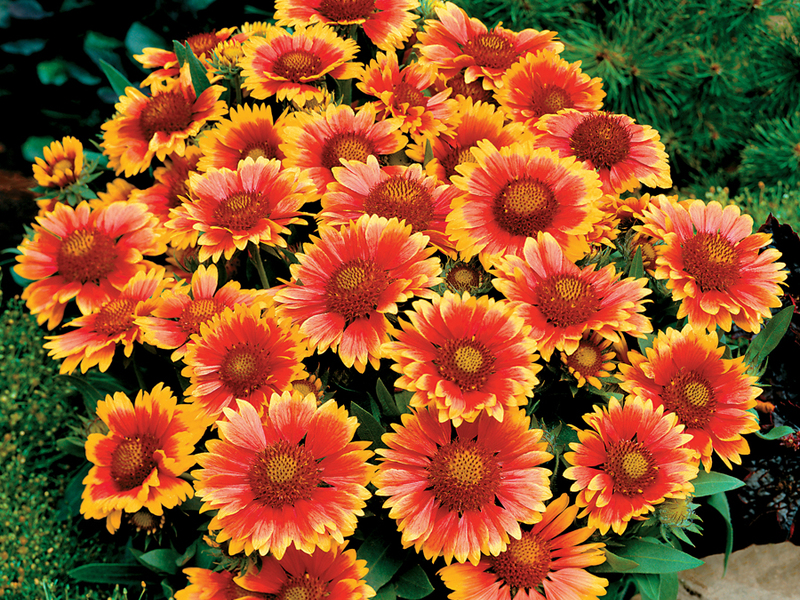 Plantning af en Gaillardia-blomst