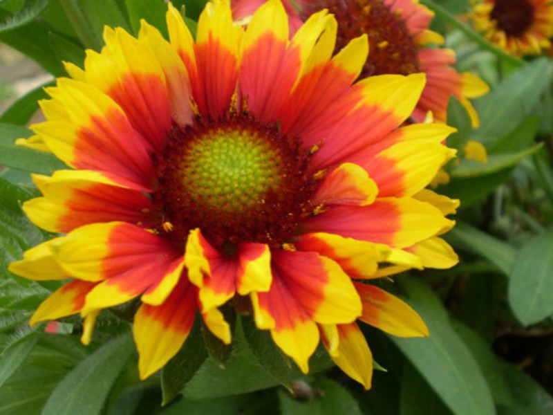 Skaists Gaillardia zieds