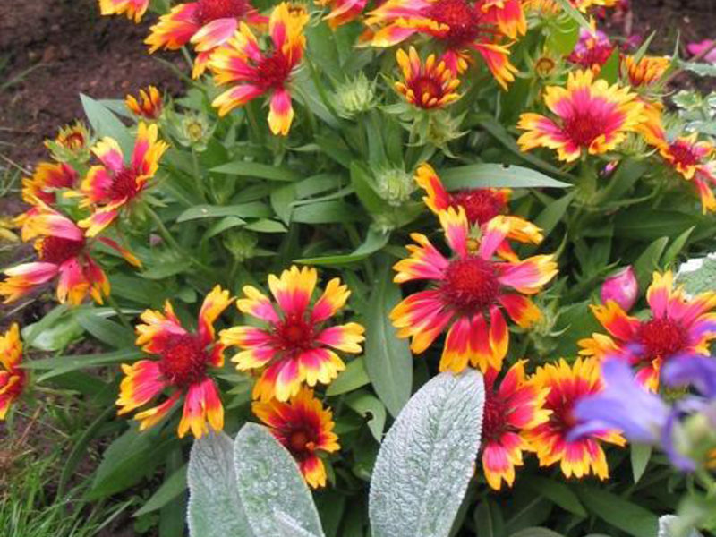 Gaillardia cantik