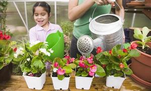 Kenmerken van een goede bewatering van begonia's thuis