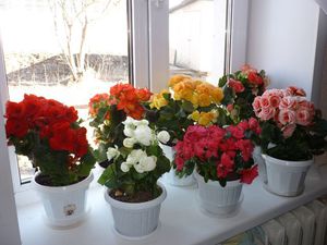 Noodzakelijke verlichting voor begonia's bloemen