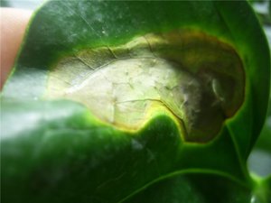 Feuilles jaunâtres fanées d'anthurium