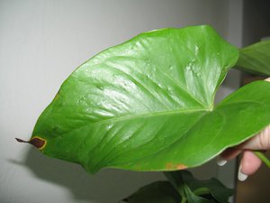 Malattie e parassiti di Anthurium