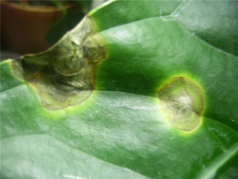 Anthurium-ziekten en plagen, identificeren en behandelen