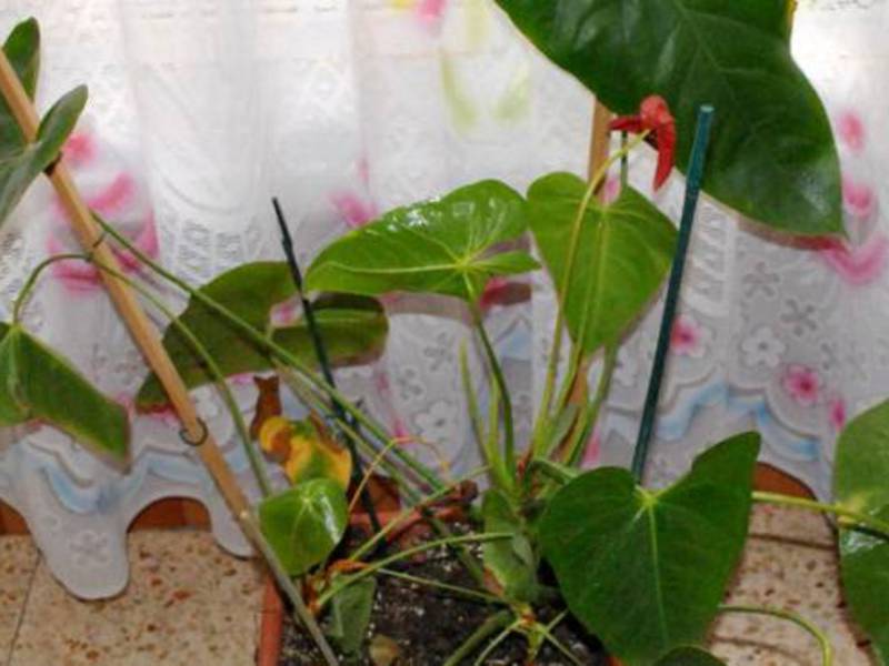 Pete pe frunzele de anthurium