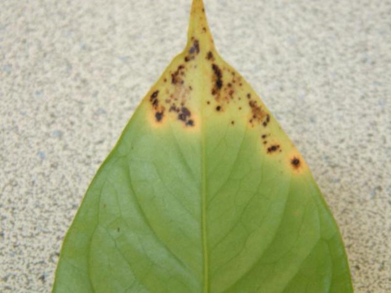 Anthurium y su cuidado