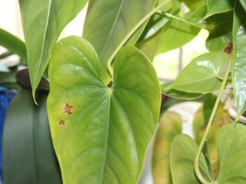 Perché le foglie di anthurium diventano gialle