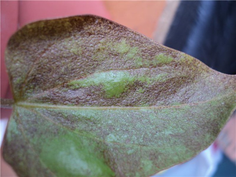 Anthurium ziekten en plagen