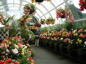 Características y descripción de las begonias.