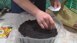 Los matices del cultivo de begonia ampelosa a partir de semillas en casa.