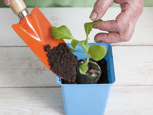 Tips från erfarna blomsterhandlare om hur man korrekt transplanterar begonias plantor