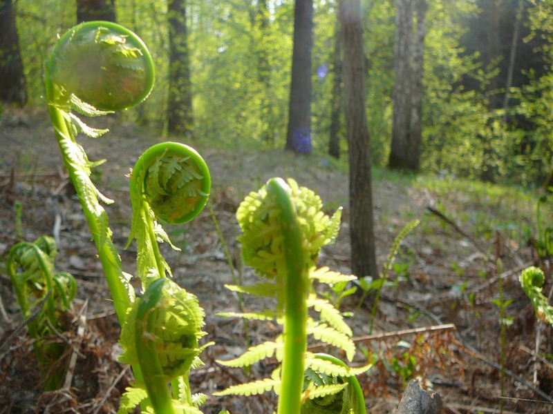 Parastās bracken papardes struktūras iezīmes