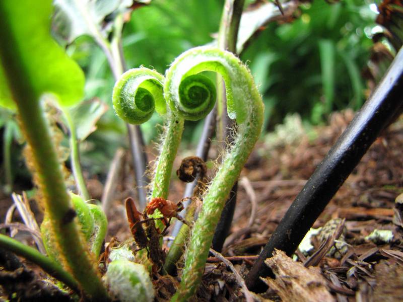 Ang mga nuances ng vegetative na paraan ng pag-aanak ng karaniwang bracken fern