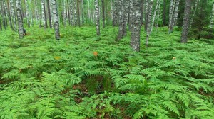 Características da planta da samambaia