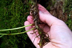 Läkemedelsegenskaper hos vanlig bracken