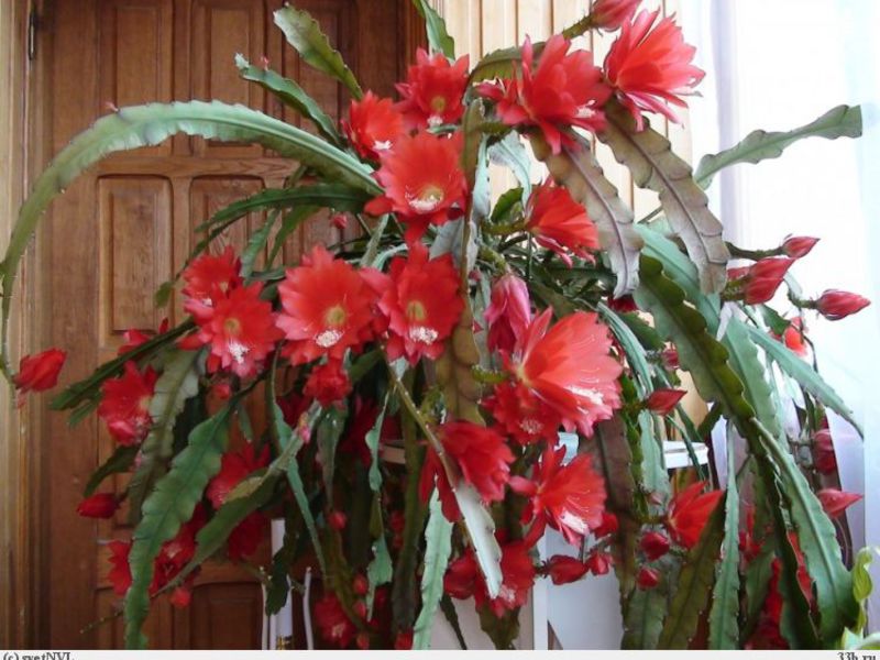 Cuidado del decembrista de flores de interior