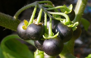 Plante medicinale