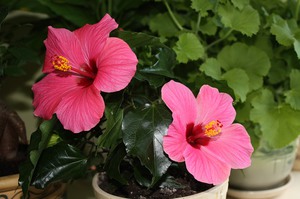 Reproductie van hibiscus