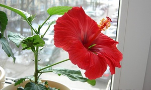 Richtige Pflege des Hibiskus in Innenräumen