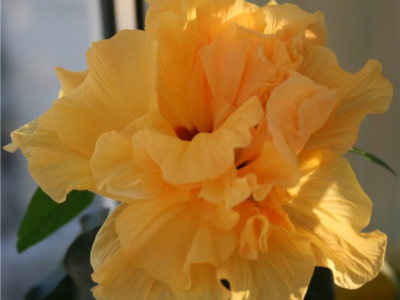 How long does hibiscus bloom