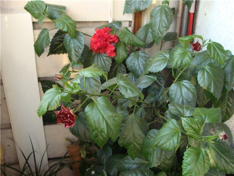 How to care for hibiscus