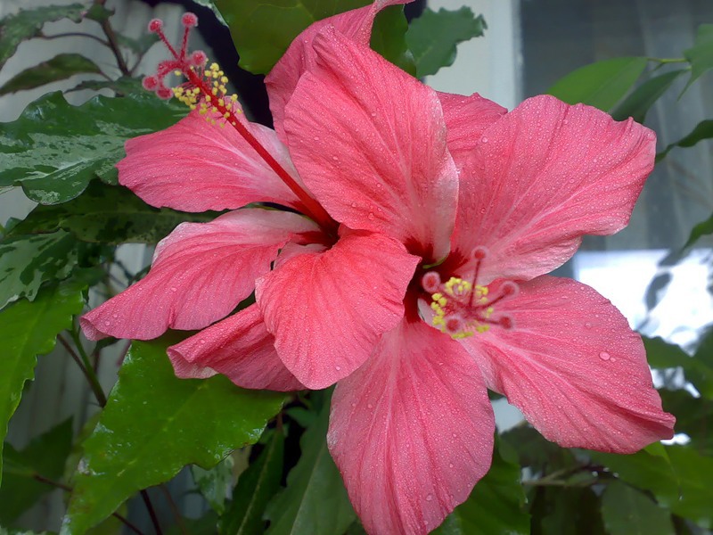 Kinesisk rose eller hibiskus