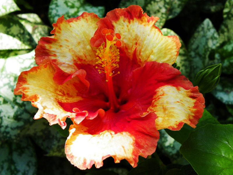 Hvordan hibiskus blomstrer