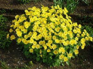 How doronicum blooms