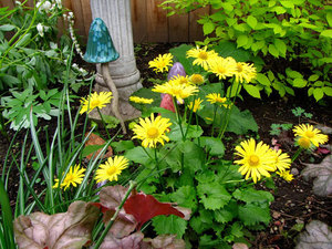 Planta Doronicum