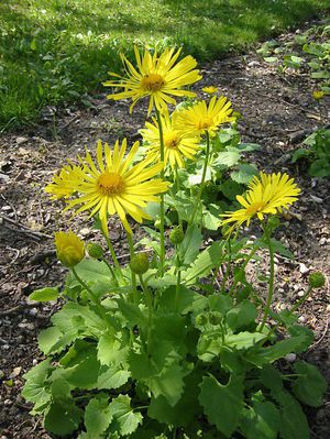 Regulile de plantare Doronicum