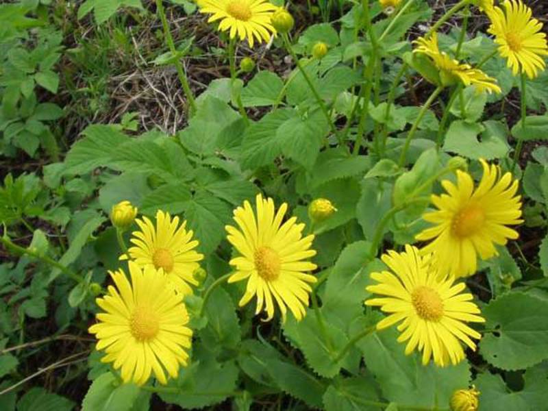 Doronicum ตะวันออก