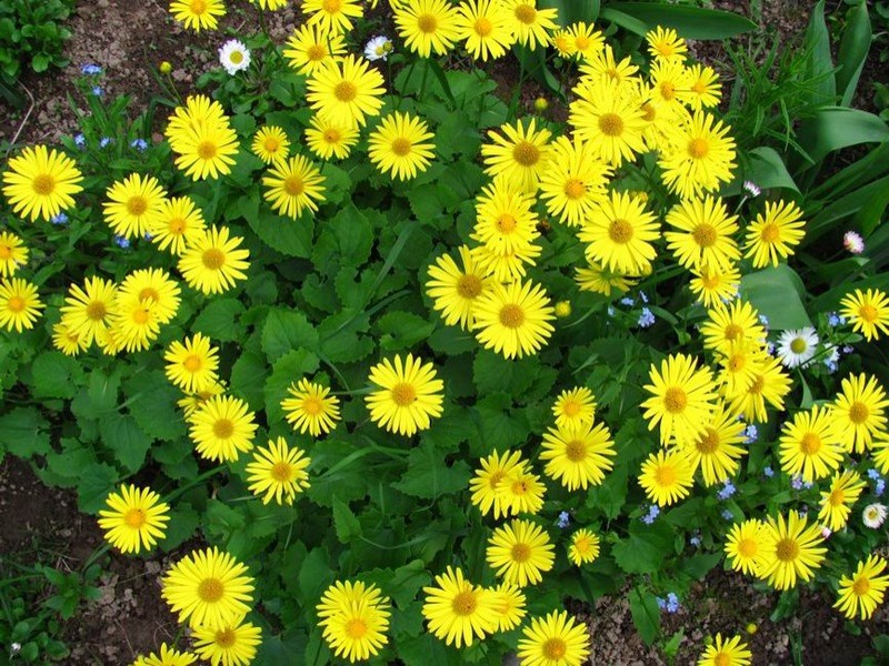 Specii de plante Doronicum