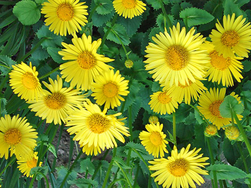 Fleur de soleil doronicum