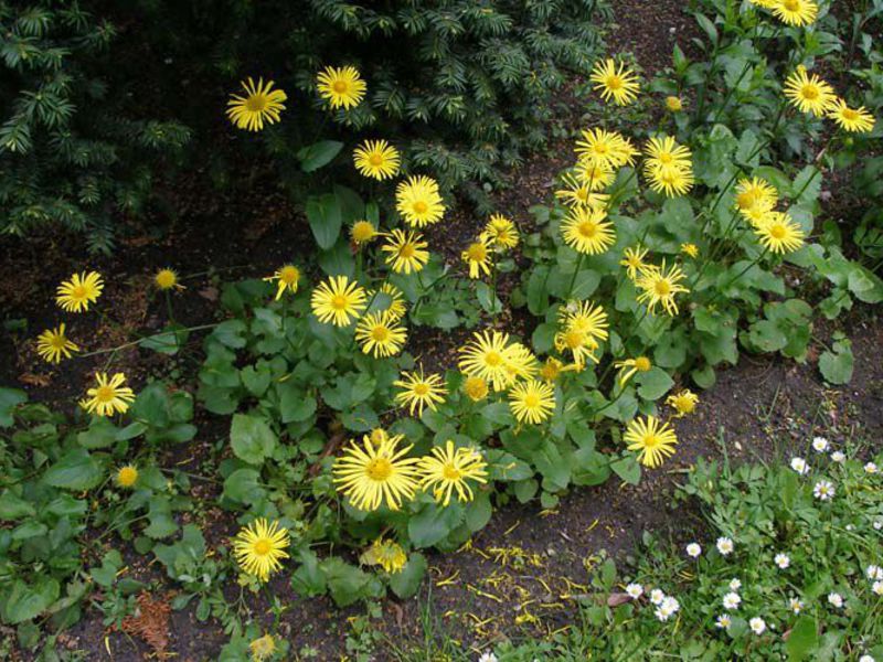 Doronicum - pieni aurinko puutarhassasi