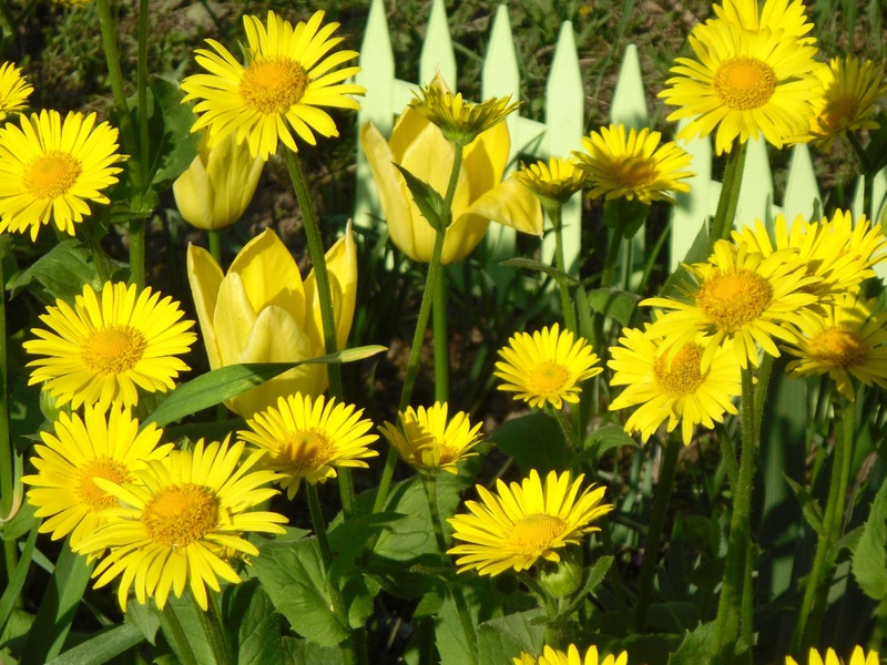 Doronicum appearance