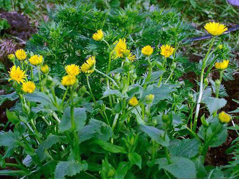 Hoe doronicum op de juiste manier water te geven